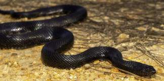 Alabama Landowner Prevails in Legal Battle vs. U.S. Fish & Wildlife